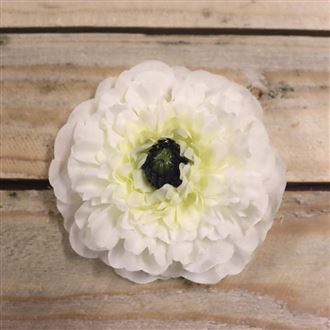 Kvet cínie krémová, 12 ks 371195-26