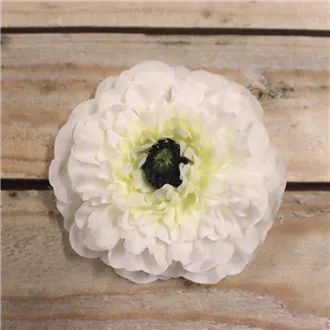 Kvet cínie krémová, 12 ks 371195-26