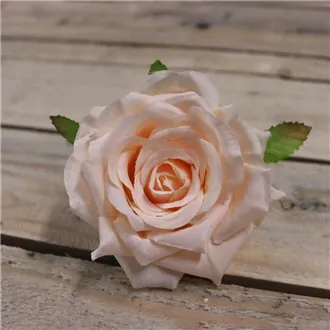 Kvet ruže marhuľová, 12 ks 371211-26