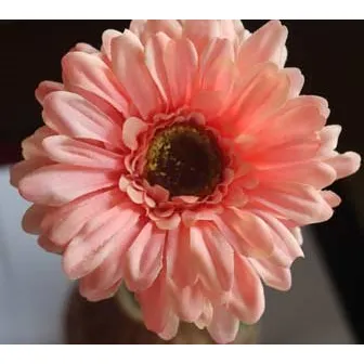 Gerbera marhuľová oranžová X5786-33