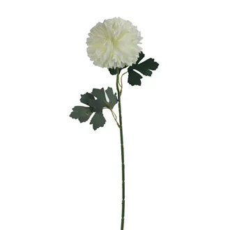 Chryzantéma biela X5787-01