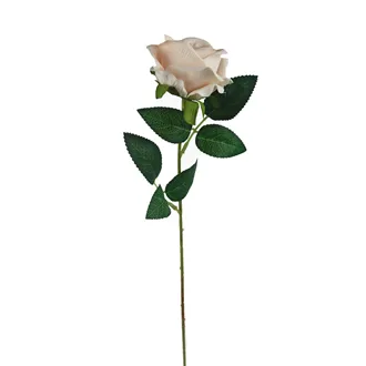 Ruža krémová X5791-26