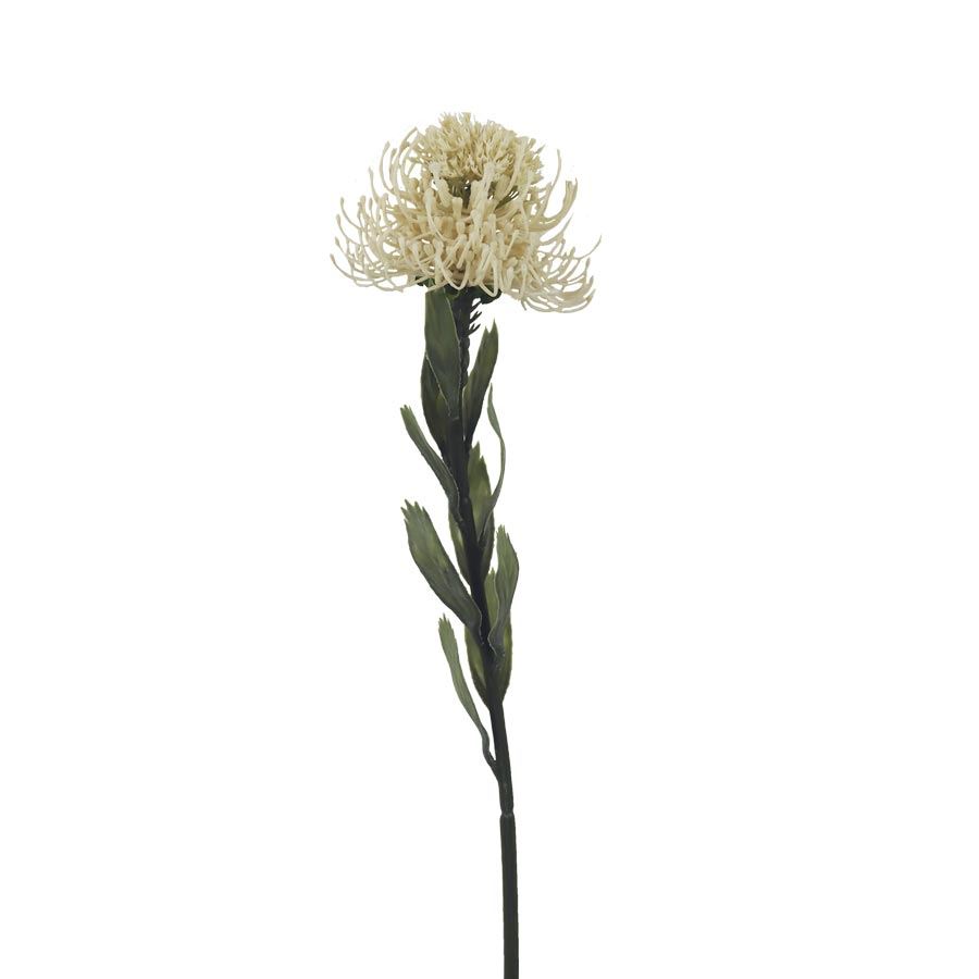 Okrasný bodliak X6849-26