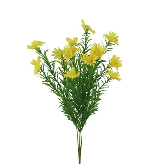 Divá margaréta X8170-02