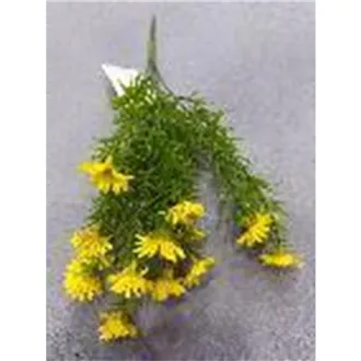 Divá margaréta X8170-02