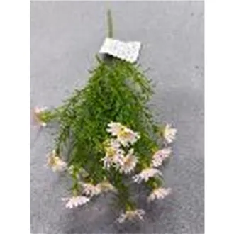 Divá margaréta X8170-05