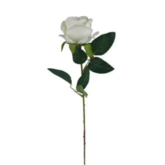 Ruža biela X5791-01